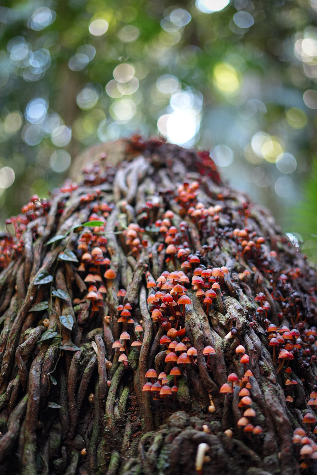 Tiny Forest Takeover